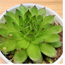 Shop the Best Plants at Our Online Plant Nursery, ₹ 49