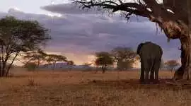 Tarangire National Park Safari