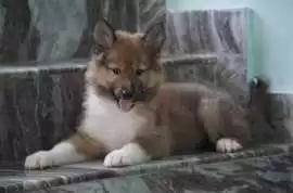 Rough Collie Puppies For Sale In Ahmedabad, ¥ 96,000