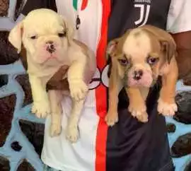British Bulldog Puppies For Sale In Ahmedabad, ¥ 98,000