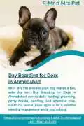 Day Boarding for Dogs in , Ahmedabad