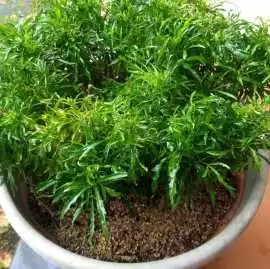Plant product | Plant product, Bengaluru