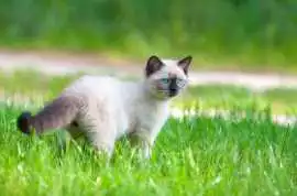 Siamese Kitten For Sale In Patna, Rp 62,000