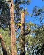 Expert Arborist Wollongong Services , Wollongong