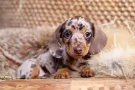 English Cream Dachshund Puppies for Sale | Jewel D, Los Angeles