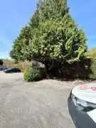 Is Your Tree Blocking Light? Book a Crown Lifting, Woking