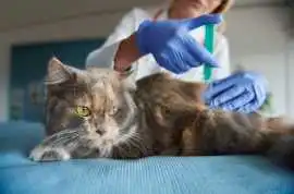 Kitten Vaccinations & Preventive Care, Pembroke Pines