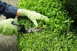 General Maintenance of Garden, Gold Coast