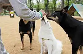 Dog Training Service, Patna