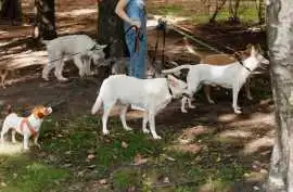 Dog Walkers, Patna