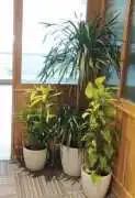 Flexible Plants on Rent Mumbai Solution Greenlands, $ 0