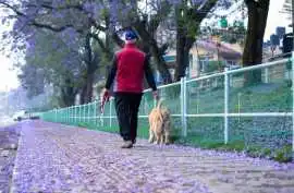 Dog Walkers, Raipur