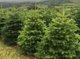 Wholesale Sustainable Christmas Trees UK, West Calder