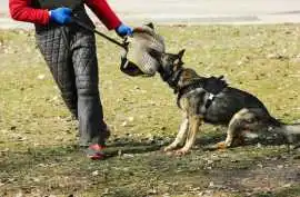 Dog Training Service, Raipur