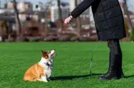 Dog Training Service, Visakhapatnam