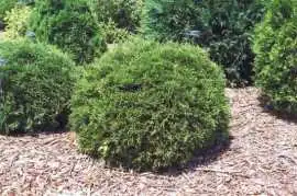 Buy Techny Arborvitae Trees | Planting & Warranty, Mazon