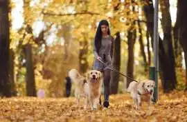 Dog Walkers, Ajmer
