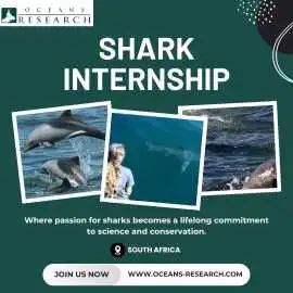 Shark Internship South Africa, Mossel Bay