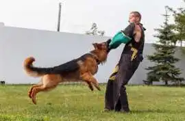 Dog Training Service, Mysore