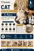 Cat Grooming, Raipur