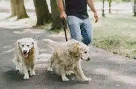 Dog Walkers, Mysore