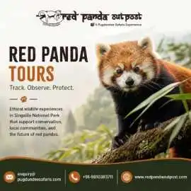 Red Panda Tours That Support Conservation Efforts , Gurgaon