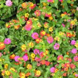 Miss Huff Lantana for Colorful Landscapes, ps 50