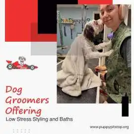 Top Dog Groomers in Brownsburg - Indiana | Puppy P, Indianapolis