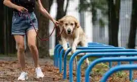 Dog Training Service, Srinagar
