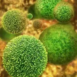 Allergic Inflammation, Houston