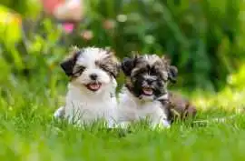 Shih Tzu Puppies For Sale In Bangalore, ₹ 35,000