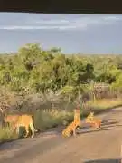 Kruger Safari Packages South Africa, Pretoria
