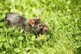 Top Pest Control Services in Canada, Surrey