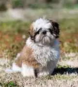 Shih Tzu Puppies For Sale In Hyderabad, ₹ 35,000