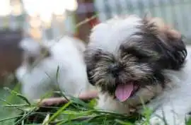 Shih Tzu Puppies For Sale In Delhi, ₹ 35,000