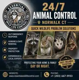 24/7 Animal Control Norwalk CT, Norwalk
