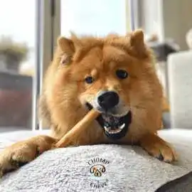 Chomper Bags for Puppies & Dogs, Leominster