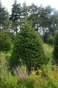 Wholesale Christmas Trees Delivery UK, West Calder