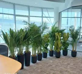 Plants for Sale in Dubai , Dubai