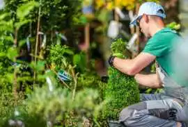 Landscaper In Hollister, Hollister
