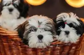 Shih Tzu Puppies For Sale In Mumbai, $ 35,000