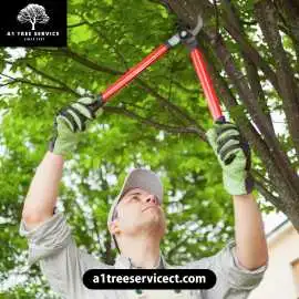 Why Choose Stump Grinding In Bristol?, Thomaston
