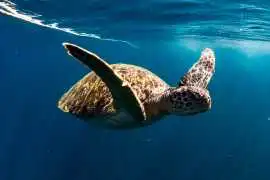 Safe Ocean Adventures for Divers in Phuket, Phuket