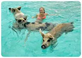 Unforgettable Coastal Escape Swim With Pigs