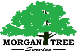 Quality Tree Service for Removal and Trimming, Oroville