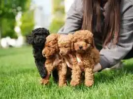 Poodle Puppies for Sale in Bangalore, $ 70,000