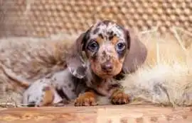 Find Dachshund Puppies for Sale in Indiana, Los Angeles