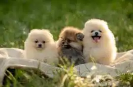 Pomeranian puppies for sale in Hyderabad, $ 25,000