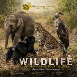 Wildlife Photography Tour in India – Perfect for N, Gurgaon