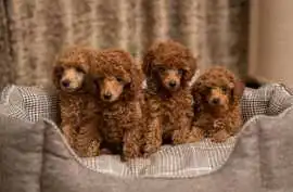 Poodle Puppies for Sale in Pune, $ 70,000